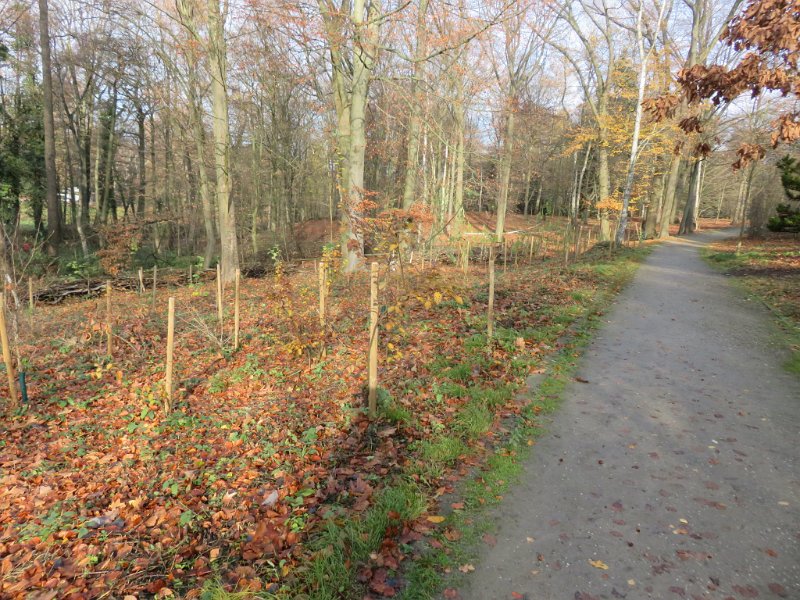 Geografisches Arboretum Rombergpark am 17,102018 (81)